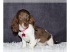 Dachshund PUPPY FOR SALE ADN-796166 - Miniature long haired dachshund