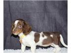 Dachshund PUPPY FOR SALE ADN-796167 - Miniature long haired dachshund