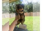Yorkshire Terrier PUPPY FOR SALE ADN-796183 - Yorkie female 7 weeks