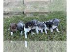Rat Terrier PUPPY FOR SALE ADN-796200 - Penny X Levi