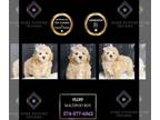 Maltipoo PUPPY FOR SALE ADN-796210 - Fluff F1 Maltipoo