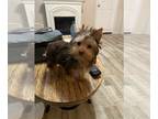Yorkshire Terrier PUPPY FOR SALE ADN-796231 - Chocolate Male Yorkie
