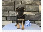 German Shepherd Dog PUPPY FOR SALE ADN-796235 - AKC German Shepherd For Sale