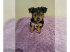 Yorkshire Terrier PUPPY FOR SALE ADN-796236 - Female Puppy