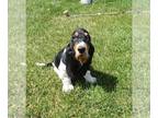 Basset Hound PUPPY FOR SALE ADN-796240 - Euro Basset Hound puppies