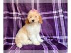Cockapoo PUPPY FOR SALE ADN-796251 - Jazzy