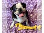 Pug PUPPY FOR SALE ADN-796252 - Piglet Special Girl Ready for loving home