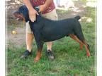 Rottweiler PUPPY FOR SALE ADN-796253 - Male Rottweiler
