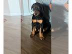 Doberman Pinscher PUPPY FOR SALE ADN-796254 - Doberman puppy looking for a new