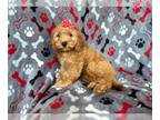 Cockapoo PUPPY FOR SALE ADN-796260 - Kit