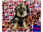 Yorkshire Terrier PUPPY FOR SALE ADN-796269 - Yorkies