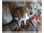 American Eskimo Dog (Toy)-Pomeranian Mix PUPPY FOR SALE ADN-796279 - Vera ckc