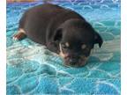 Chihuahua PUPPY FOR SALE ADN-796280 - Buck