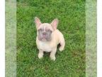 French Bulldog PUPPY FOR SALE ADN-796282 - Lilac Fawn French Bulldog