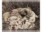 French Bulldog PUPPY FOR SALE ADN-796285 - 11 weeks bay area frenchies