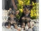 Yorkshire Terrier PUPPY FOR SALE ADN-796286 - Purebred Yorkshire Terrier puppies