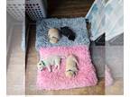 Shiba Inu PUPPY FOR SALE ADN-796291 - Shiba Inu