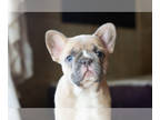 French Bulldog PUPPY FOR SALE ADN-796299 - Cute Fluffy carrier female
