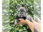 French Bulldog PUPPY FOR SALE ADN-796309 - Louis