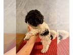 ShihPoo PUPPY FOR SALE ADN-796320 - Shipoo puppies