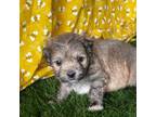 Shih-Poo Puppy for sale in Rocky Comfort, MO, USA