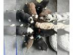 Australian Shepherd PUPPY FOR SALE ADN-796339 - Disney Puppy Pack