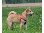 Shiba Inu PUPPY FOR SALE ADN-796361 - Super Adorable Shiba Girls