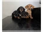 Dachshund PUPPY FOR SALE ADN-796364 - Miniature Dachshund In Scottsdale Az