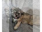Shih Tzu PUPPY FOR SALE ADN-796370 - ShihTzu Maltese Bichon Puppies