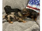 Yorkshire Terrier PUPPY FOR SALE ADN-796385 - Mini Yorkies