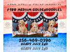 Goldendoodle (Miniature) PUPPY FOR SALE ADN-796398 - Medium Goldendoodles Ready