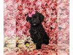 Goldendoodle (Miniature) PUPPY FOR SALE ADN-796453 - Sweet F1bb Mini