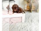 ShihPoo PUPPY FOR SALE ADN-796464 - Beautiful Shihpoo Pups