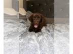 Labrador Retriever PUPPY FOR SALE ADN-796467 - Chocolate labrador puppies
