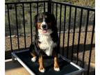 Bernese Mountain Dog PUPPY FOR SALE ADN-796479 - Skye 2 years old