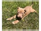 American Pit Bull Terrier PUPPY FOR SALE ADN-796484 - Pitbull Puppies
