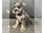 Schnauzer (Miniature) PUPPY FOR SALE ADN-796494 - Female Mini schnauzer