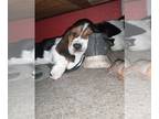 Basset Hound PUPPY FOR SALE ADN-796502 - Tri color basset hound