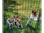 Jack Russell Terrier PUPPY FOR SALE ADN-796513 - Jack Russell Terriers