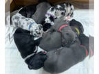 Great Dane PUPPY FOR SALE ADN-796516 - European Great Dane Puppies