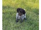 Munsterlander (Small) PUPPY FOR SALE ADN-796526 - Small Munsterlander puppy