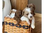 Cavapoo PUPPY FOR SALE ADN-796542 - Cavapoo Puppies in Findlay Ohio