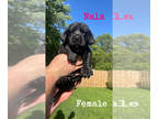 Labrador Retriever PUPPY FOR SALE ADN-796569 - Labrador Retrievers