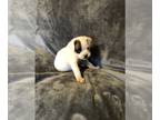 French Bulloxer PUPPY FOR SALE ADN-796577 - French Bull boxer puppies