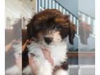 Havanese PUPPY FOR SALE ADN-796578 - Two Adorable Havanese pups