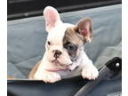 French Bulldog PUPPY FOR SALE ADN-796587 - Available female full rights or pet