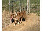 Australian Shepherd DOG FOR ADOPTION ADN-796184 - Red Tri Aussie