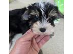 Yorkshire Terrier Puppy for sale in Washington, PA, USA