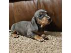 Dachshund Puppy for sale in Kirksville, MO, USA