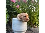 Cavapoo Puppy for sale in Bradford, OH, USA